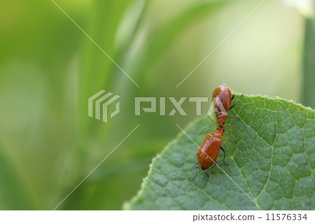 Urihamushi 03的求愛 11576334