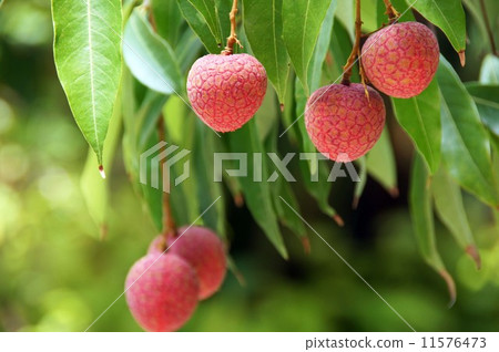 The fruit of lychee (lychee) The fruit of lychee (lychee) 11576473