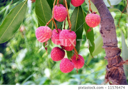 The fruit of lychee (lychee) 11576474