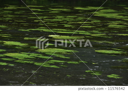 流程 11576542