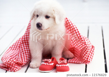 Great Pyrenees puppy 11576820