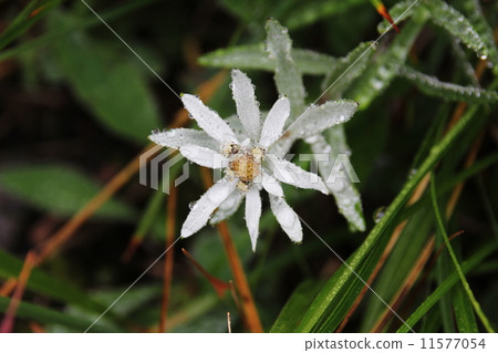 Happy beauty Happy beauty 11577054