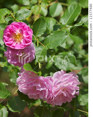 薰衣草Lassi 11577480