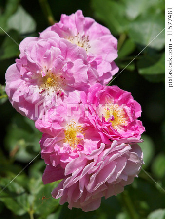 薰衣草Lassi 11577481