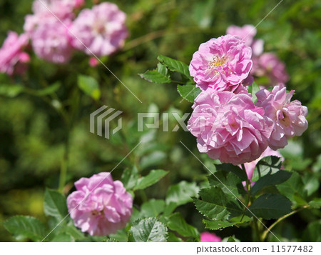 薰衣草Lassi 薰衣草Lassi 11577482