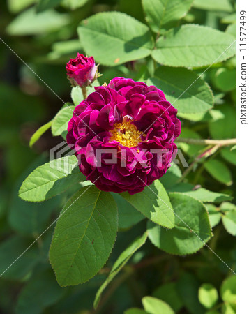 Tuscany Spar 11577499