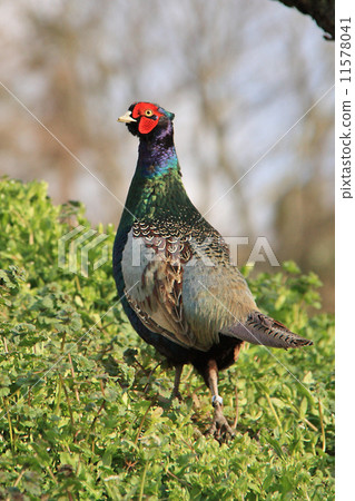 Pheasant pizza Pheasant pizza 11578041