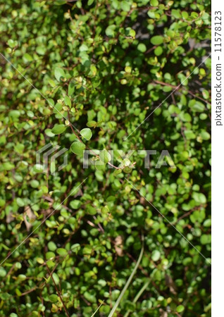 Wire plants 11578123