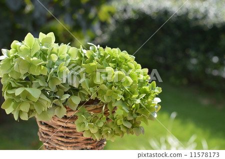 綠色繡球花 11578173