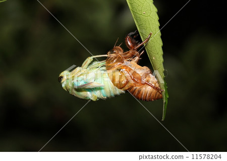 Emergence of cicada Emergence of cicada 11578204