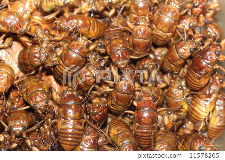 Large number of cicada larvae Large number of cicada larvae 11578205
