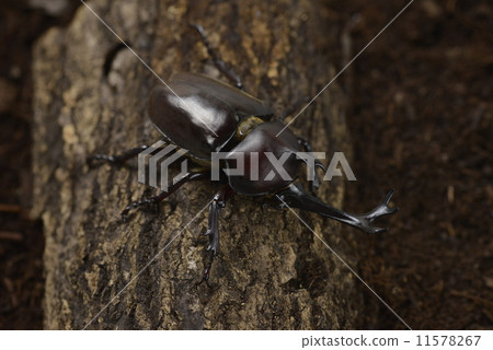 Beetle 11578267