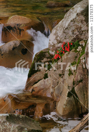 Rock Azalea 11578375