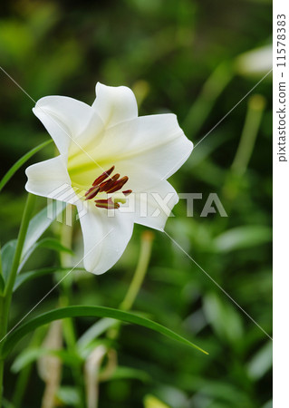 白百合 11578383