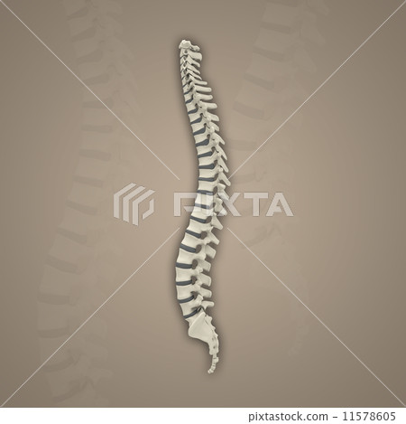 Backbone 11578605