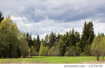 Spring landscape 11578709