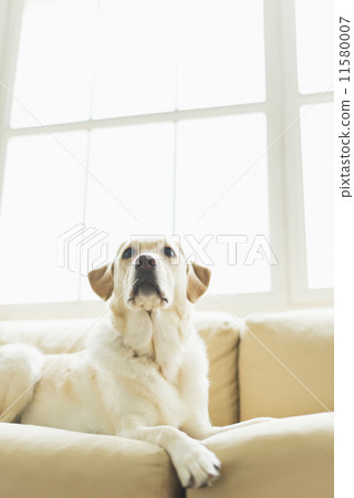 Senior · Hobby Life / scholar Senior · Hobby Life / scholar 11580007