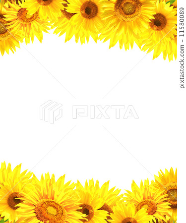 Border with sunflowers Border with sunflowers 11580089