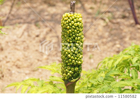 Fruit of konjac 11580582