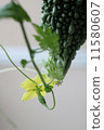 Bitter gourd 11580607