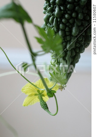 Bitter gourd 11580607