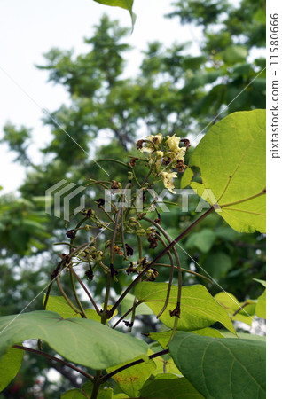 Flower and fruit of a mosquito tree Flower and fruit of a mosquito tree 11580666
