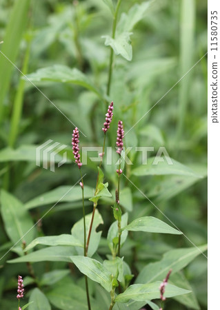 Flower of Inutaden 02 11580735