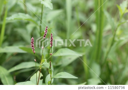 Flower of Inutaden 03 Flower of Inutaden 03 11580736