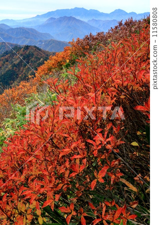 Minami Aizu · Taro Araki The autumn leaves of the mountain and Nikko Renju 11580808