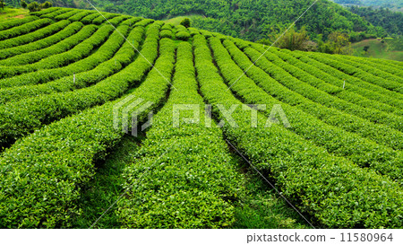 Fresh tea plantation 11580964
