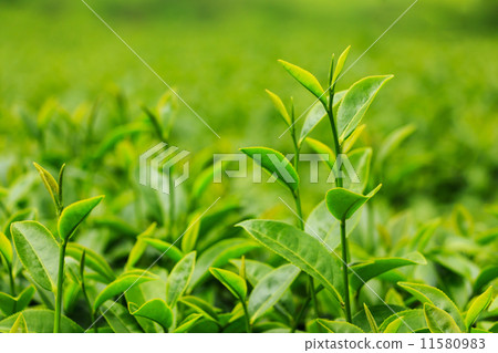 Fresh tea leaves in plantation 11580983