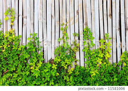 Green leaf border on bamboo panel background 11581006