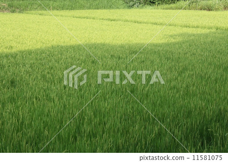 Paddy field 11581075
