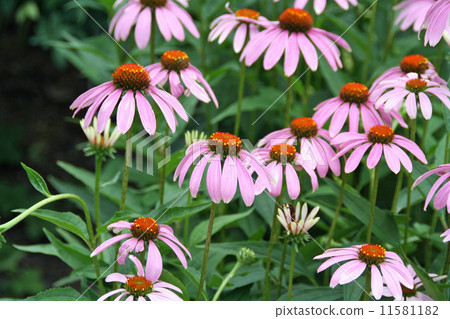 Echinacea Echinacea 11581182