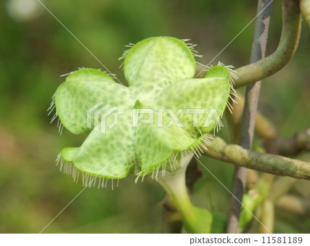 Seropegia Seropegia 11581189