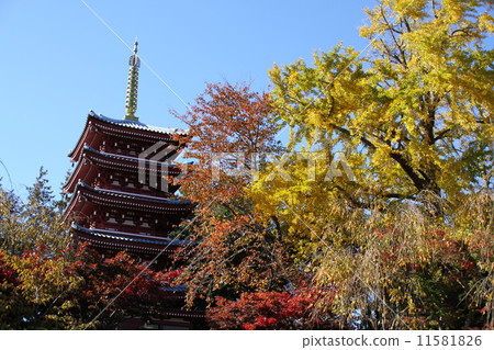 大陸寺廟的秋天 11581826