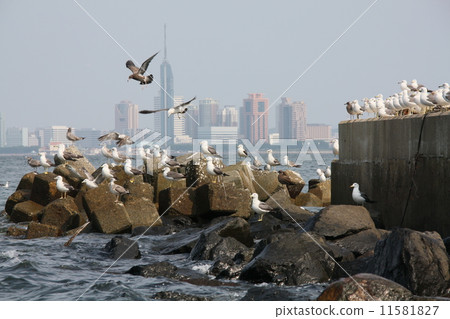 福岡塔和海鷗 11581827