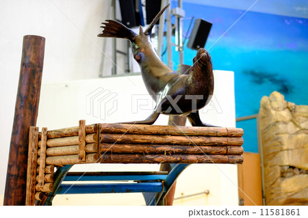 海獅秀2 海獅秀2 11581861