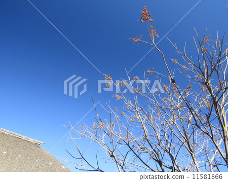 冬天骸神樹 11581866