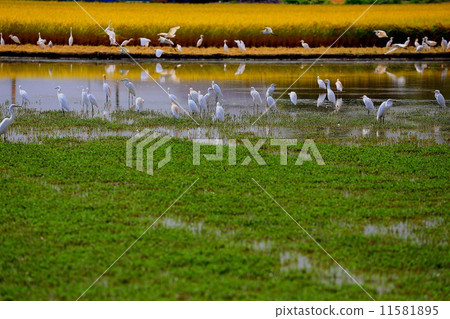 An autumn rice field where sheeps can be found 11581895