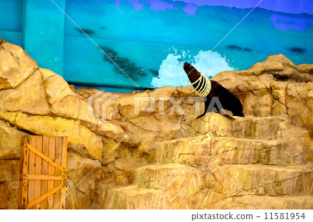 Sea lion show 3 Sea lion show 3 11581954