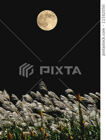 Susuki and the Mid autumn moon 11582050