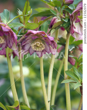 Christmas rose Christmas rose 11582079