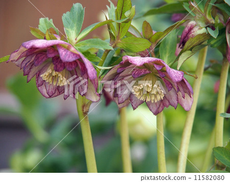 聖誕節玫瑰 11582080