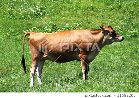 杉山高原“澤西牛” 11582203