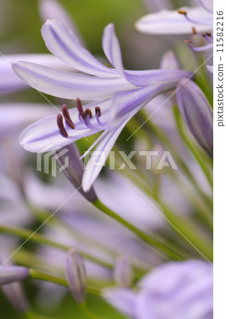  Agapanthus 11582216