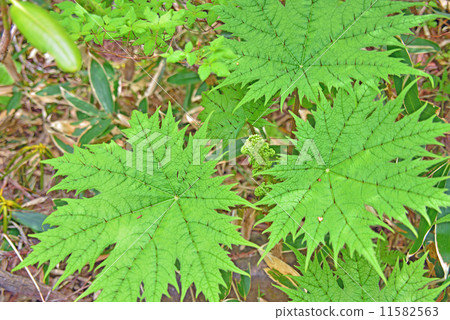 Stingy leaves Stingy leaves 11582563