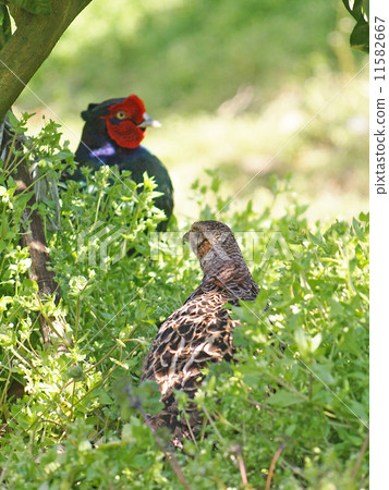 Pheasant female and male approach 2 11582667