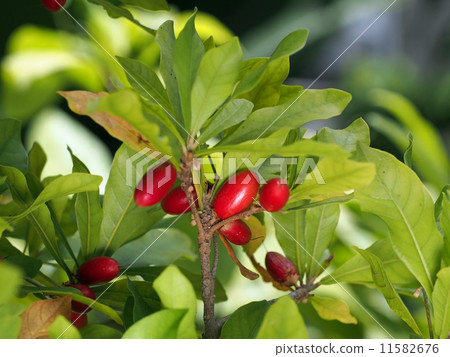 Miracle fruit Miracle fruit 11582676
