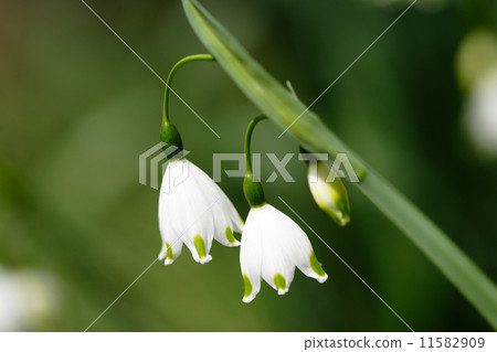 雪花 雪花 11582909